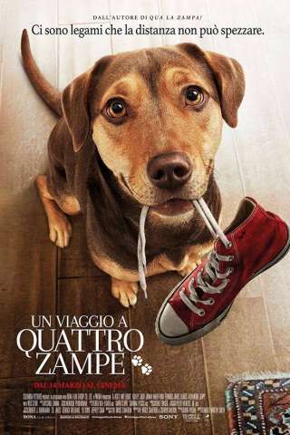 Un viaggio a quattro zampe streaming