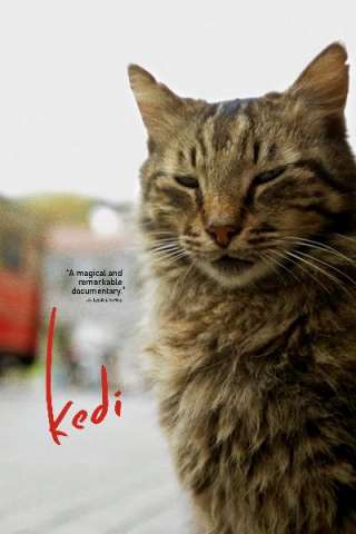 Kedi - La città dei gatti streaming