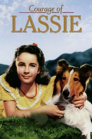 Il coraggio di Lassie streaming