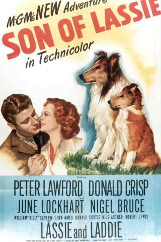 Il figlio di Lassie streaming