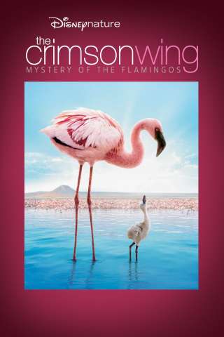 Il mistero dei fenicotteri rosa streaming