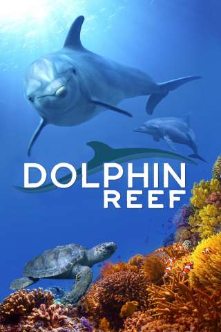 Echo, il delfino streaming