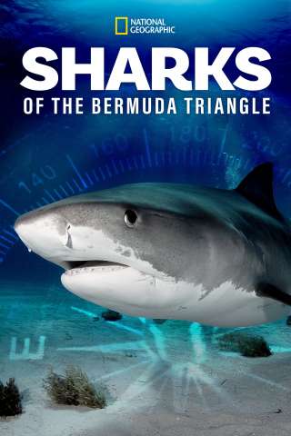 Sharks of the Bermuda Triangle streaming