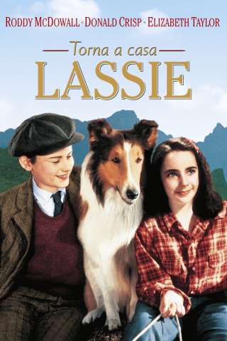 Torna a casa Lassie! streaming