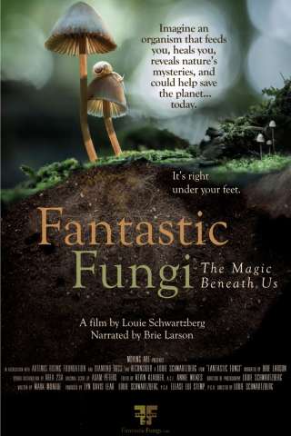 Funghi fantastici streaming
