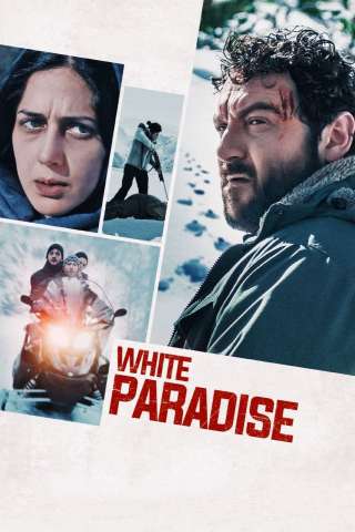 Sopravvissuti streaming