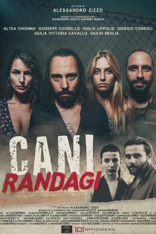Cani randagi streaming